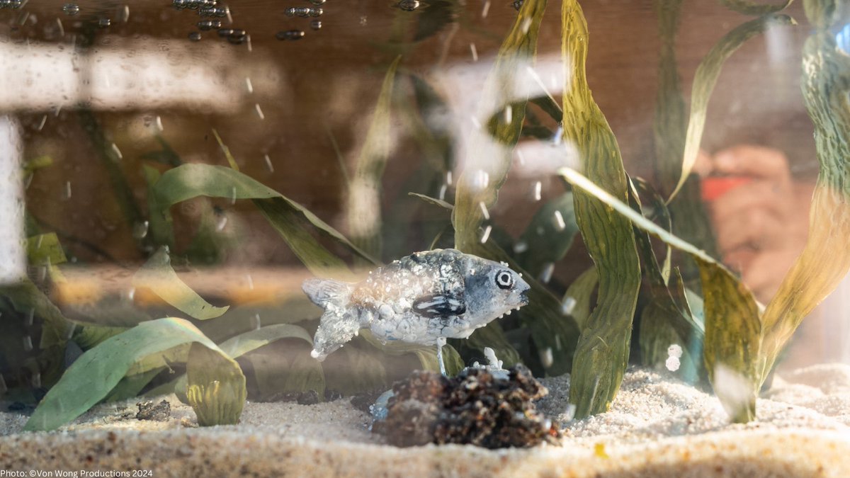 At #COP16Colombia, the #BiodiversityJenga installation by <a href="/thevonwong/">Von Wong</a> symbolises the building blocks of biodiversity. Like in Jenga, removing too many blocks threatens collapse.

It’s time to restore balance and make #PeaceWithNature.

Learn more: biodiversitygame.org