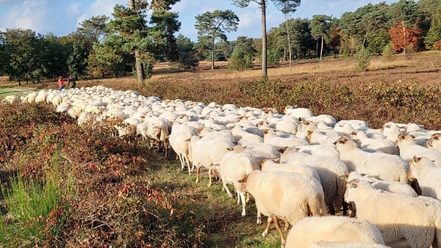 Schaapjes tellen op de heide -  maasduinencentraal.nl/l/105534