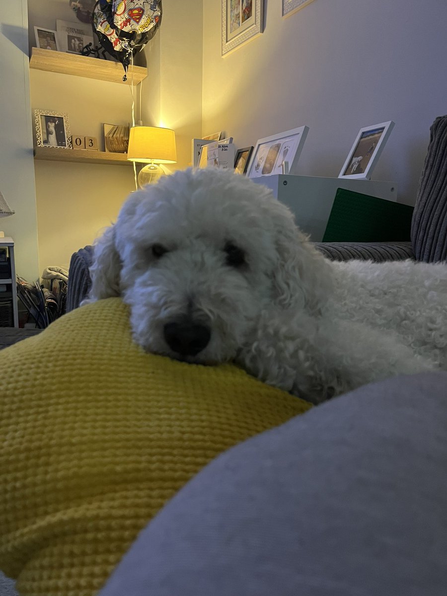 MichelleOwen7's tweet image. Utterly heartbroken. 
Barney, truly the best dog 2014-2024
We love you so much precious boy, we miss you more than words could ever say.