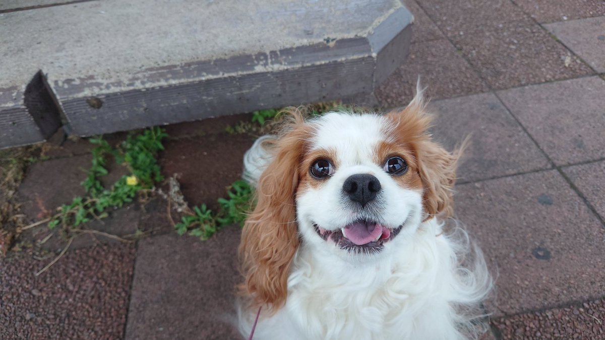 アサンポ、涼しくなって元気一杯。
コチラも元気貰えます。