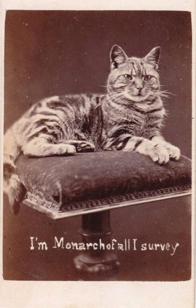 1870 yılında çekilmiş kedi fotoğrafı