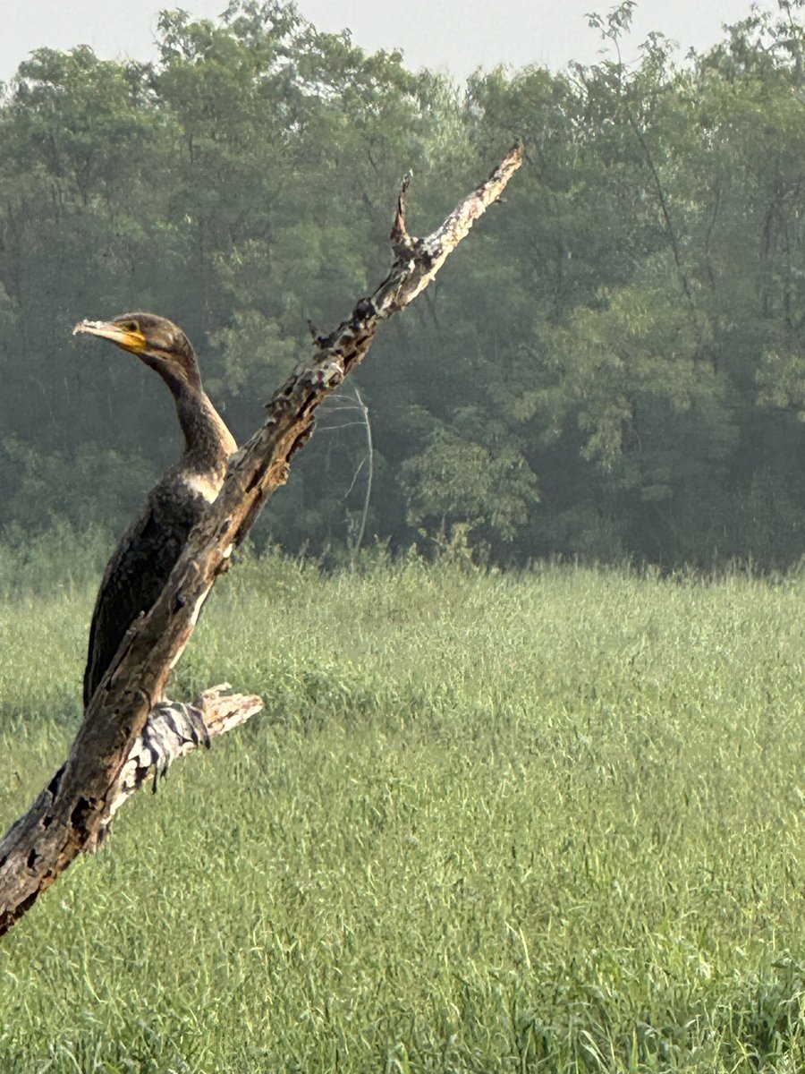 DrStanfordBlade's tweet image. Morning bike ride. #biking #cormorant #earthworm #raptor #india #hyderabad