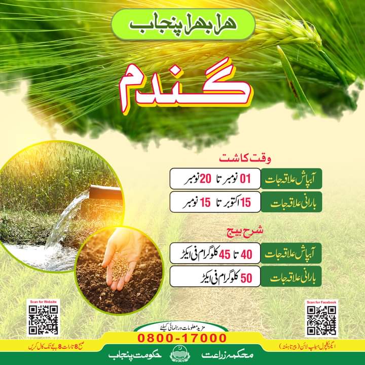 گندم کے کاشتکار متوجہ ہوں