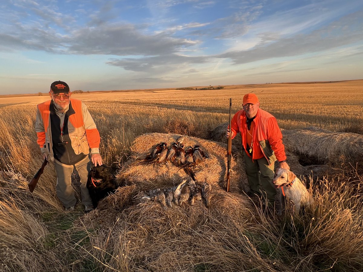 Great Day pheasant, Grouse, Huns