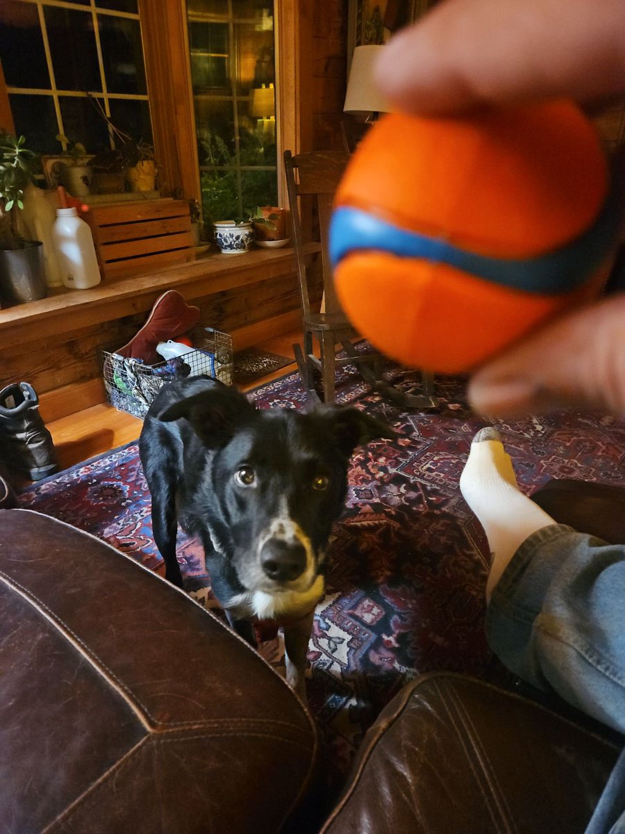 Dialysis4Pets's tweet photo. Kaz did it!! Antifreeze couldn’t stop his kidneys! He beat the <10% odds of graduating after 32 dialysis treatments over 106 days. Living a full life between treatments with his devoted pet parent. Full team effort from #dialysis4pets #vetneph  #cornellvet https://t.co/cqmDJu1F8k
