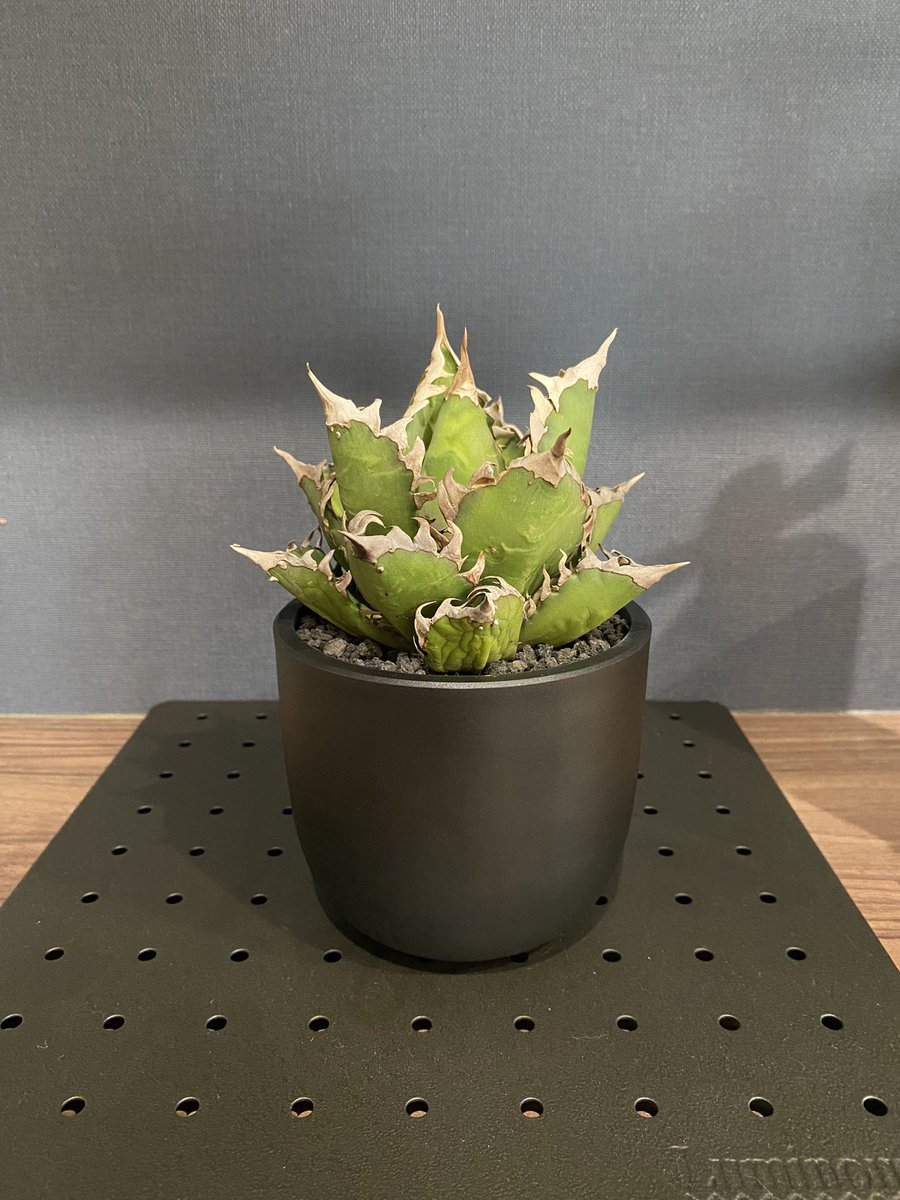 植物と釣具のイベント行ってきた🎣🪴
アガベチタノタのシーザーとレッドキャットをお得にゲット✌️