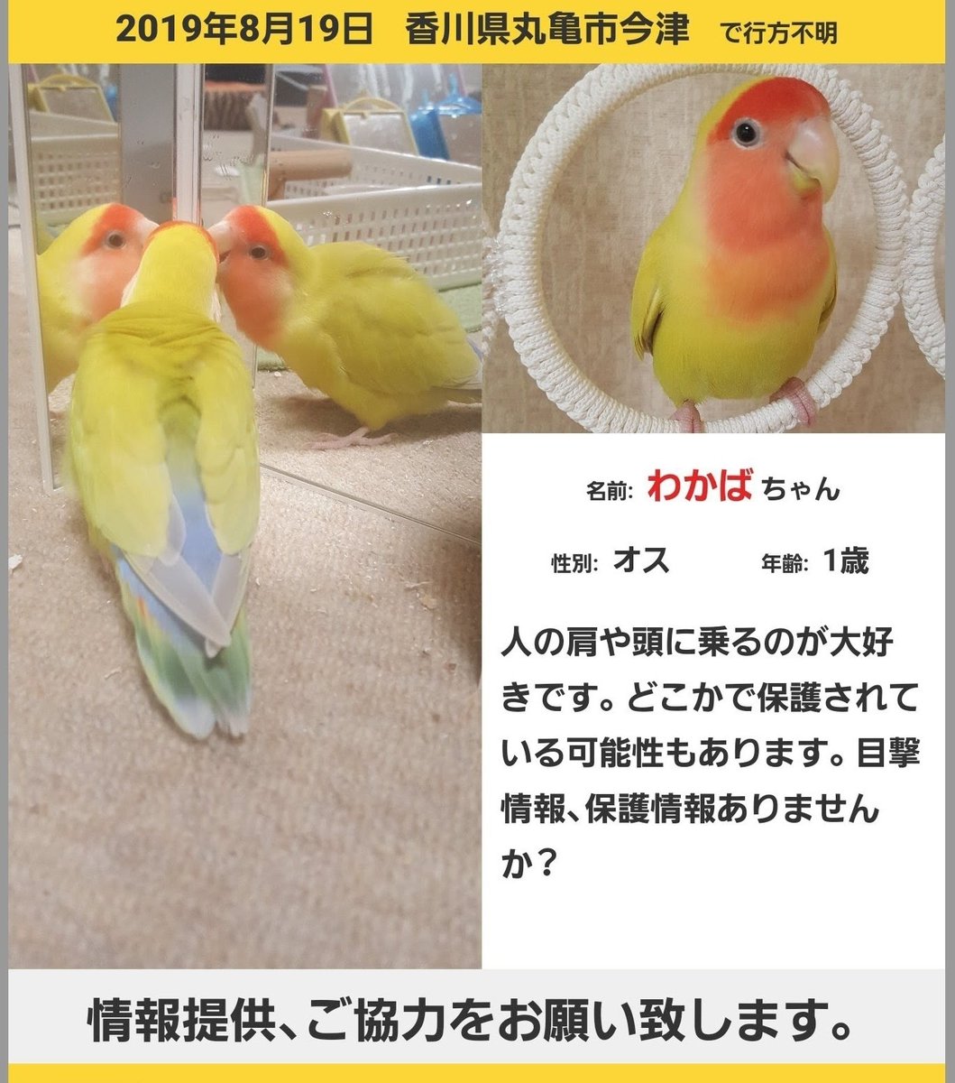 YUKYKI's tweet photo. #拡散お願いします 𓈒𓏲📢𓈒𓏸
⚠️ 4/12 #坂出市 #室町 #坂出市立東部小学校 付近で目撃情報あり⚠️

2019.8.19香川県丸亀市から迷子の
黄色い小桜インコをずっと探しています

ご協力お願いします🙇🏻‍♀️´-

#迷い鳥 #迷子 #拾った #香川県 #丸亀市  #多度津 #善通寺  #コザクラインコ迷子 #赤色 #保護 https://t.co/MaZ4v6v7xH