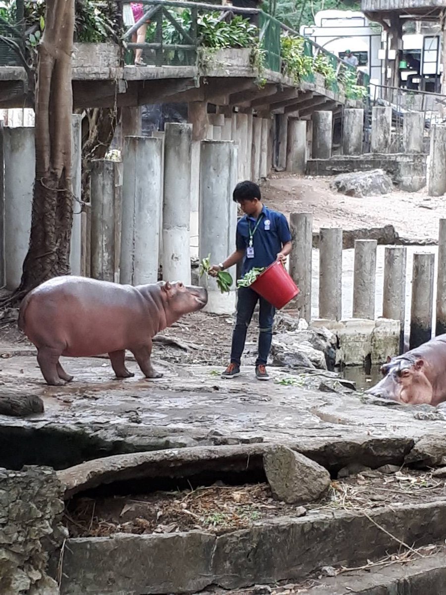 and_khamoo's tweet photo. พี่ขาหมูตอนเด็กๆ #hippo #PygmyHippo #ขาหมูแอนด์เดอะแก๊ง #หมูเด้งจะเด้งกี่โมง #Moodeng #พี่ขาหมู #สวนสัตว์แปลกเขาเขียว https://t.co/HYrHcAu6In