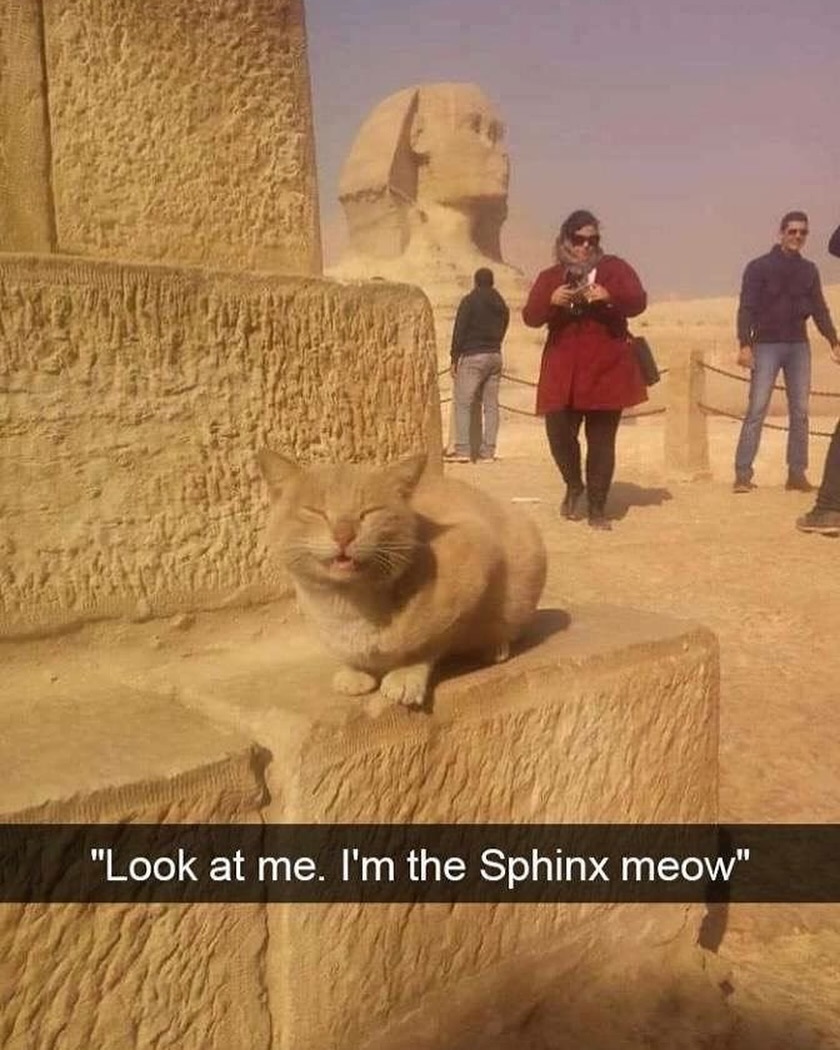 Sphinx meow