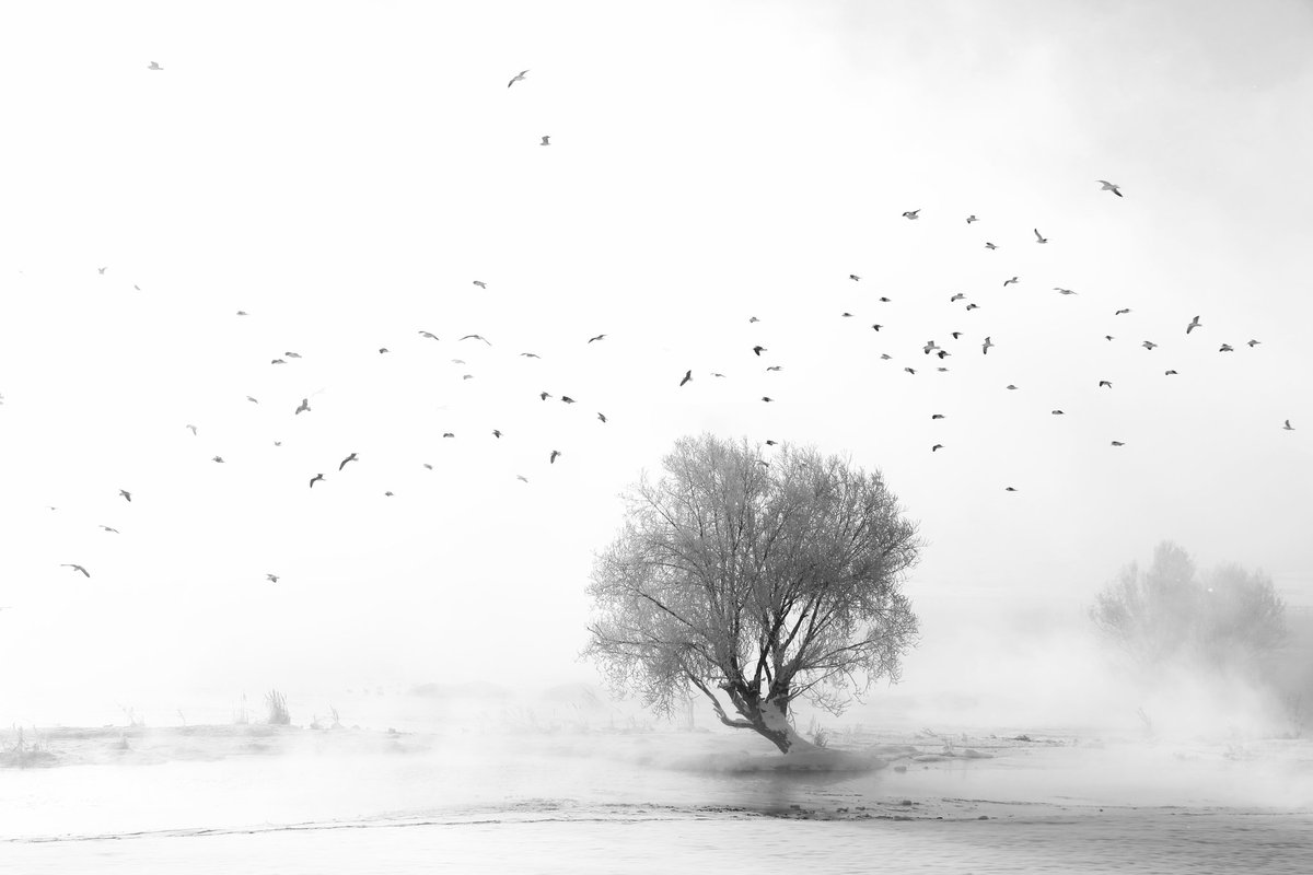 Gm! 

"Flying in the fog"
  11/15 edition  7 #tezos

#photography
Link:
objkt.com/tokens/hicetnu…