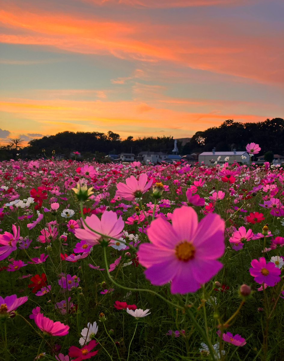 こんにちは😊
かなりご無沙汰な投稿になってしまいました😢

が、ちゃんと出勤してます🫶

本日ラストひと枠▶︎
【15:30〜　120分まで】
#らんぷ立川

お待ちしております✨

写真は先日行った夕暮れのコスモス畑♡
秋ですね🍁
癒し〜☺️