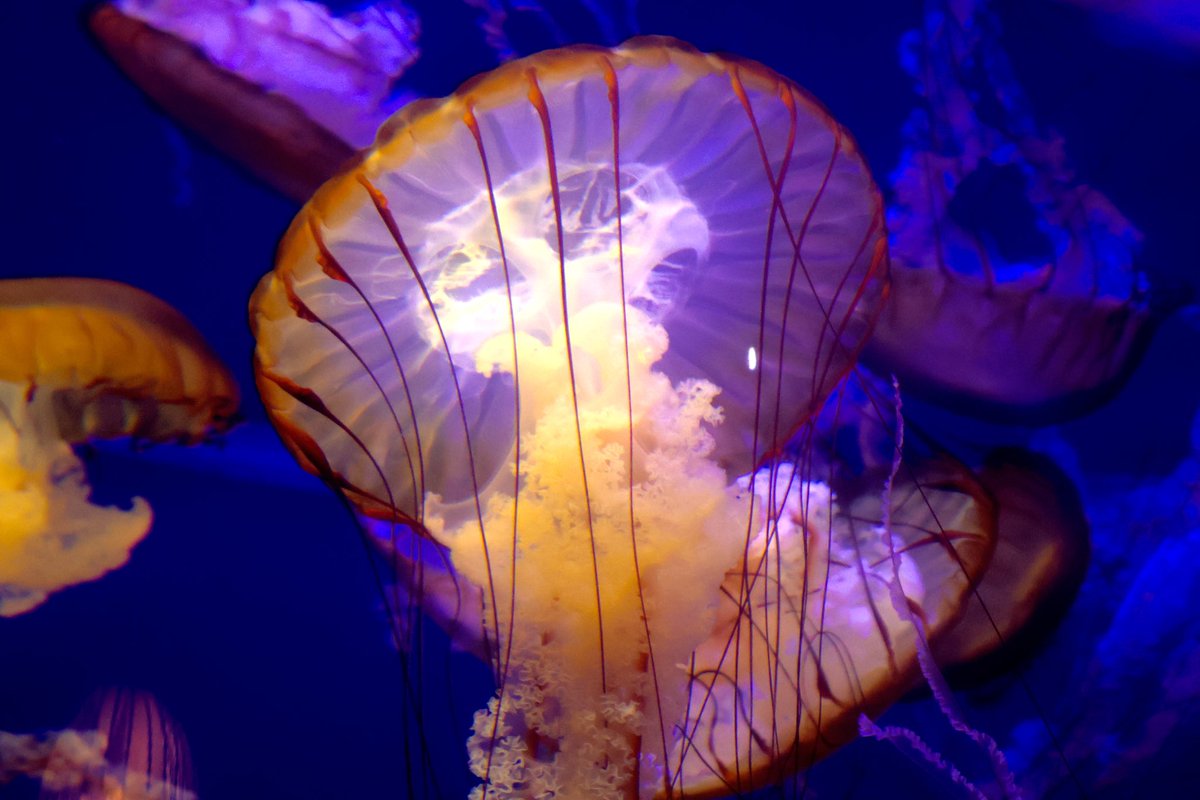 Some of the lovely jellies I've been helping to raise.