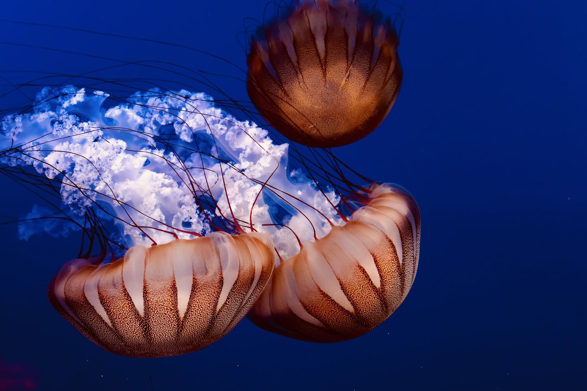 DerpSnek's tweet photo. Some of the lovely jellies I've been helping to raise. https://t.co/xyGI5BIAn0