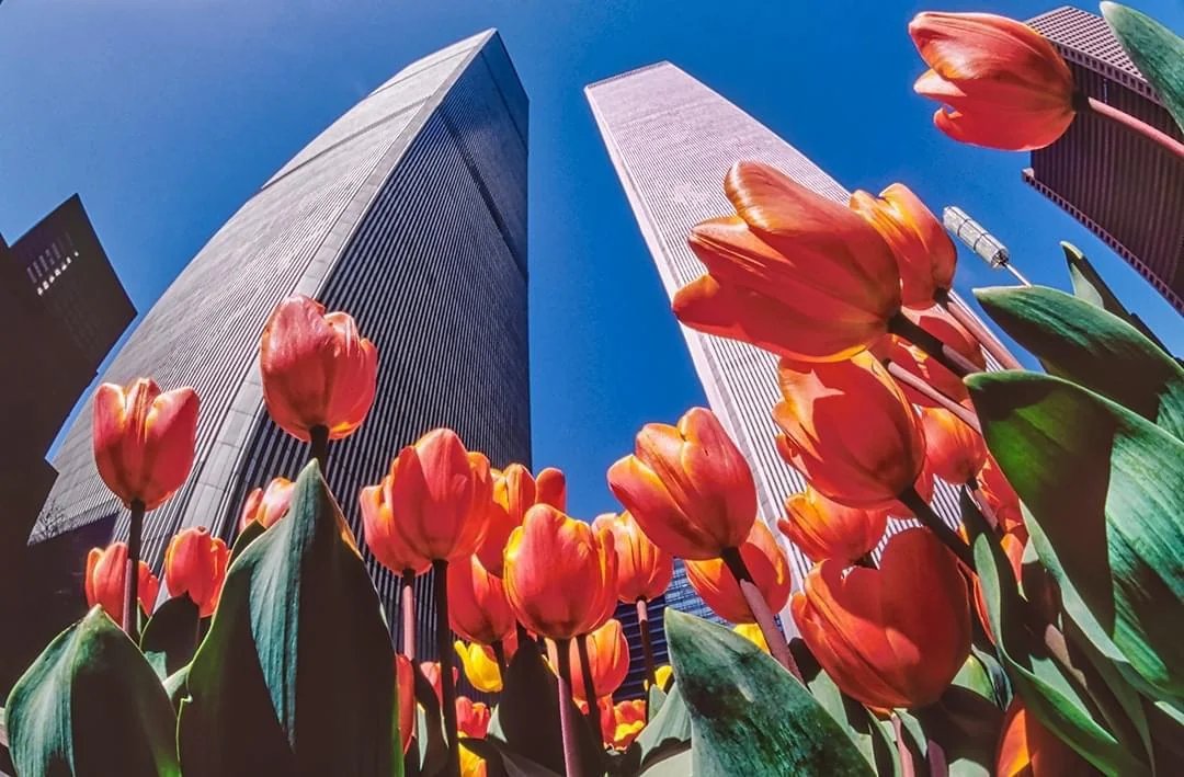 911Homepage's tweet photo. Towers And Tulips https://t.co/lzP0tFRzZ4