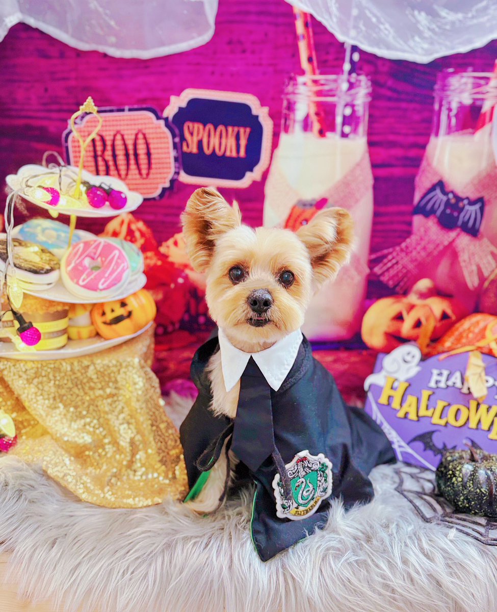 あと犬くんも元気にしてます
これはスリザリンに入ることになり不安そうな🐶