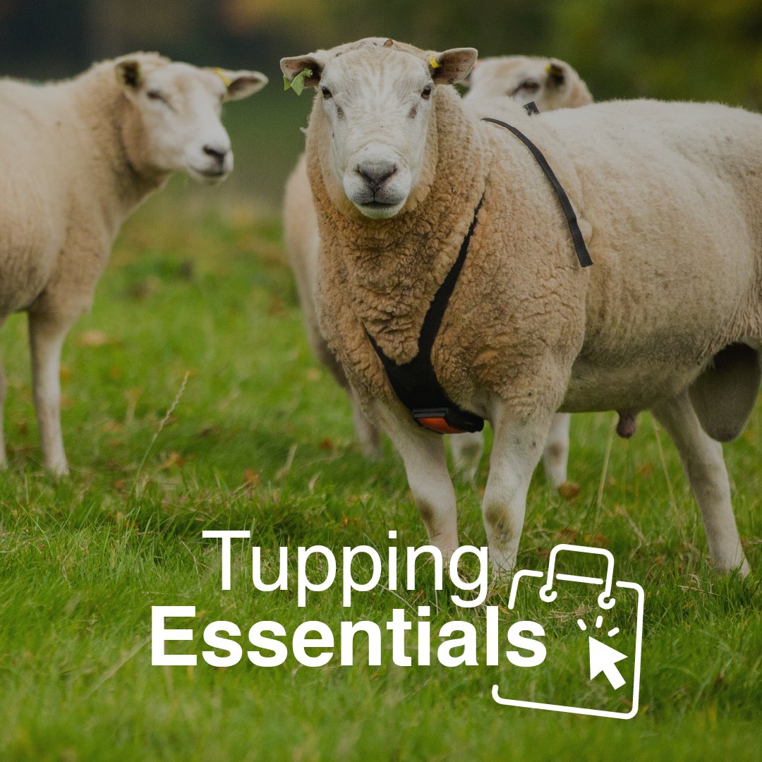 Now available to click &amp; collect through your local store bit.ly/4eiYK52

#tupping #sheep #farming #agriculture #animalhusbandry