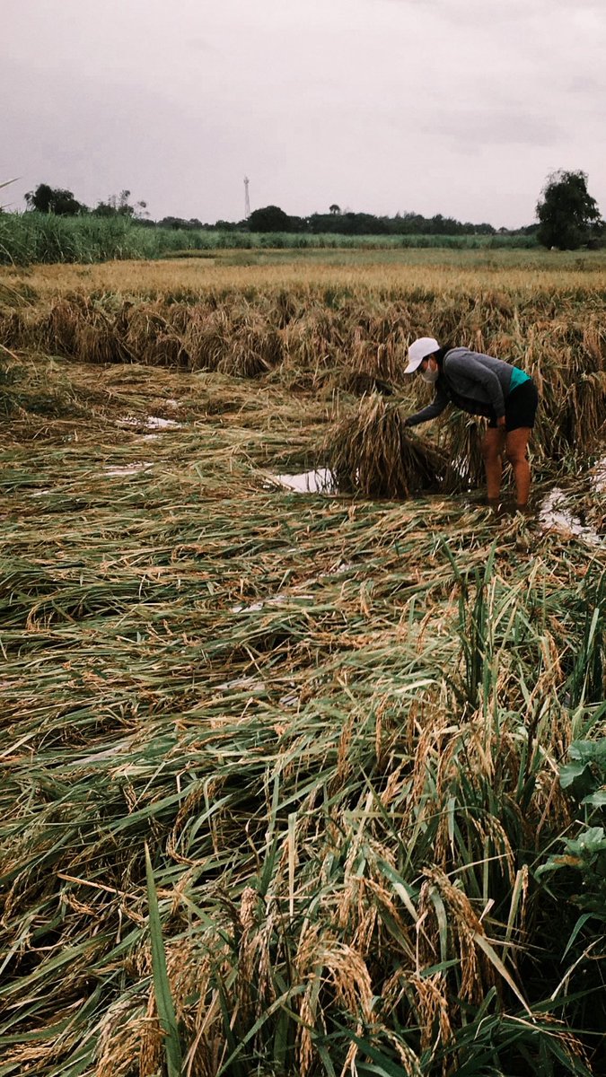 Even our farmers in Tarlac weren’t spared. 😭 #TyphoonKristine