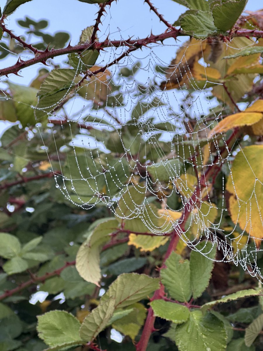 WindwardNW's tweet photo. Mornings are becoming foggy and cold. Check out this spiderweb! https://t.co/WzLnZpkWlO