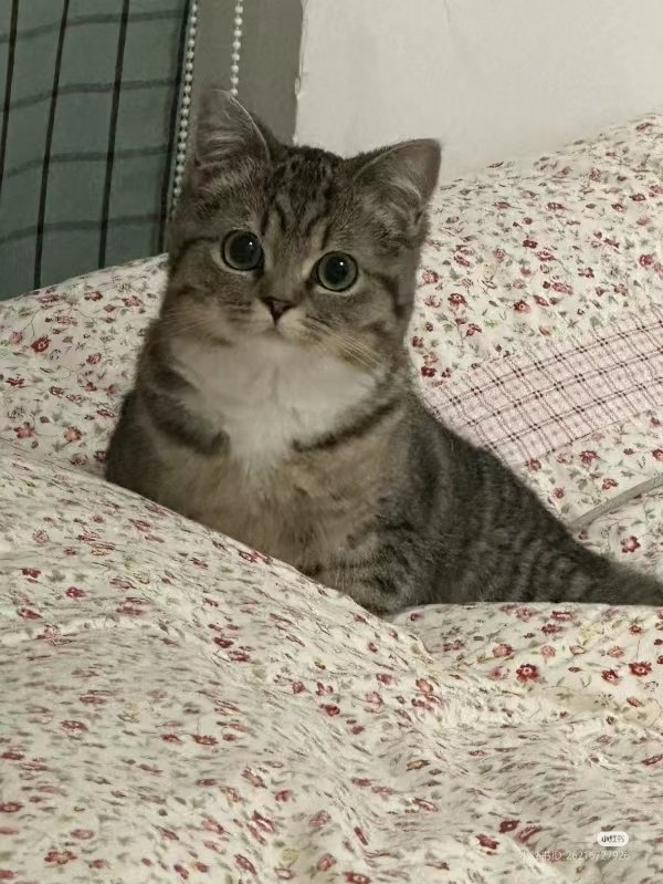 No Context Cats (@nocontextscats) on Twitter photo 