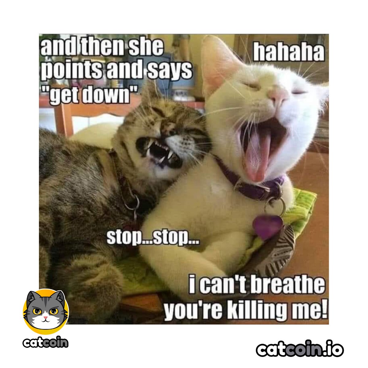 Here's to cattitude. - $15 #USDT

• Follow <a href="/officialcatcoin/">Official Catcoin</a>
• Retweet 
• And comment #Catcoin #Caturday #giveaway 

24 hours