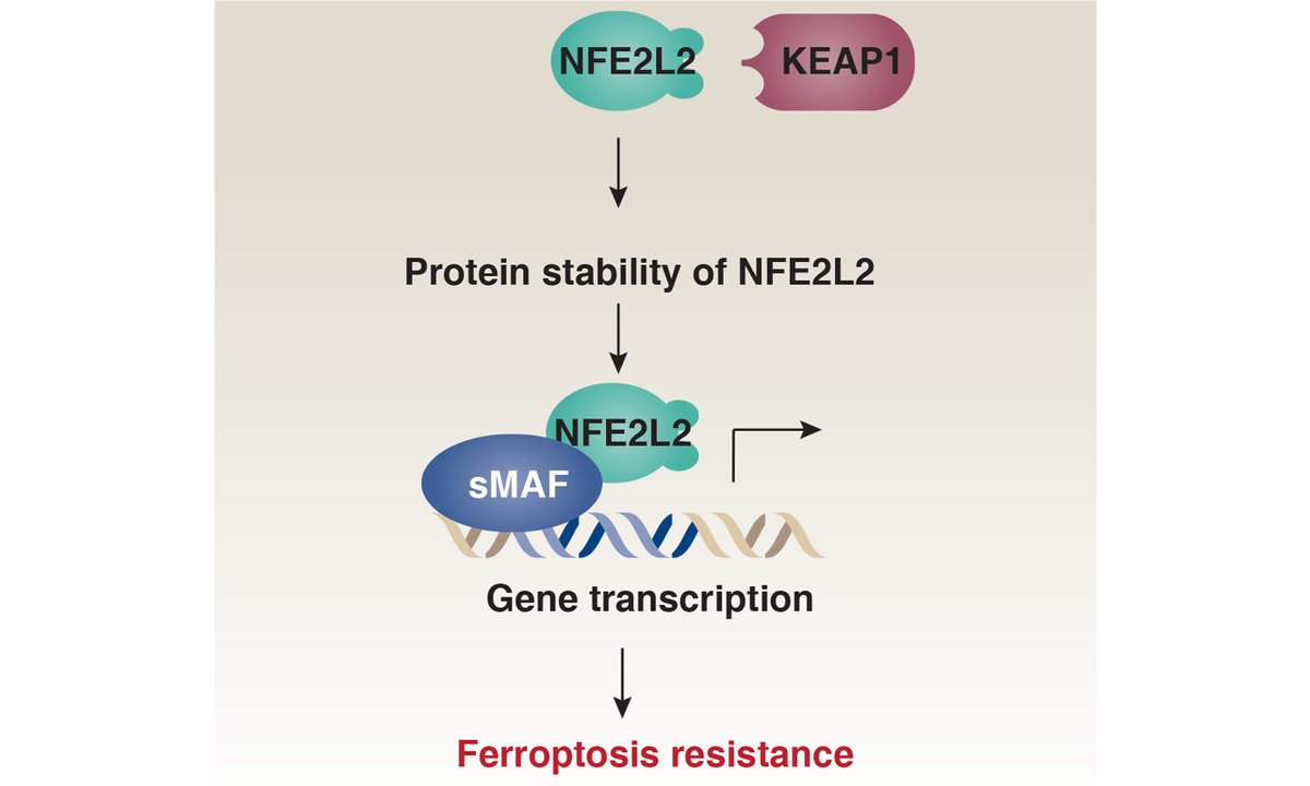 cdrjournal's tweet photo. ๐งฌ New Review: How does #NFE2L2 (NRF2) contribute to #Ferroptosis resistance in #cancer? ๐
https://t.co/CbBUriFsy8๐
NFE2L2 regulates #antioxidant genes in both GPX4-dependent and independent pathways, enhancing antioxidant defenses, redox balance, and therapy resistance. https://t.co/BZ1OmM1UuI