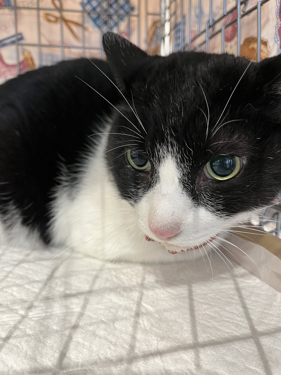 紫苑@オカメインコ迷子 tweet media