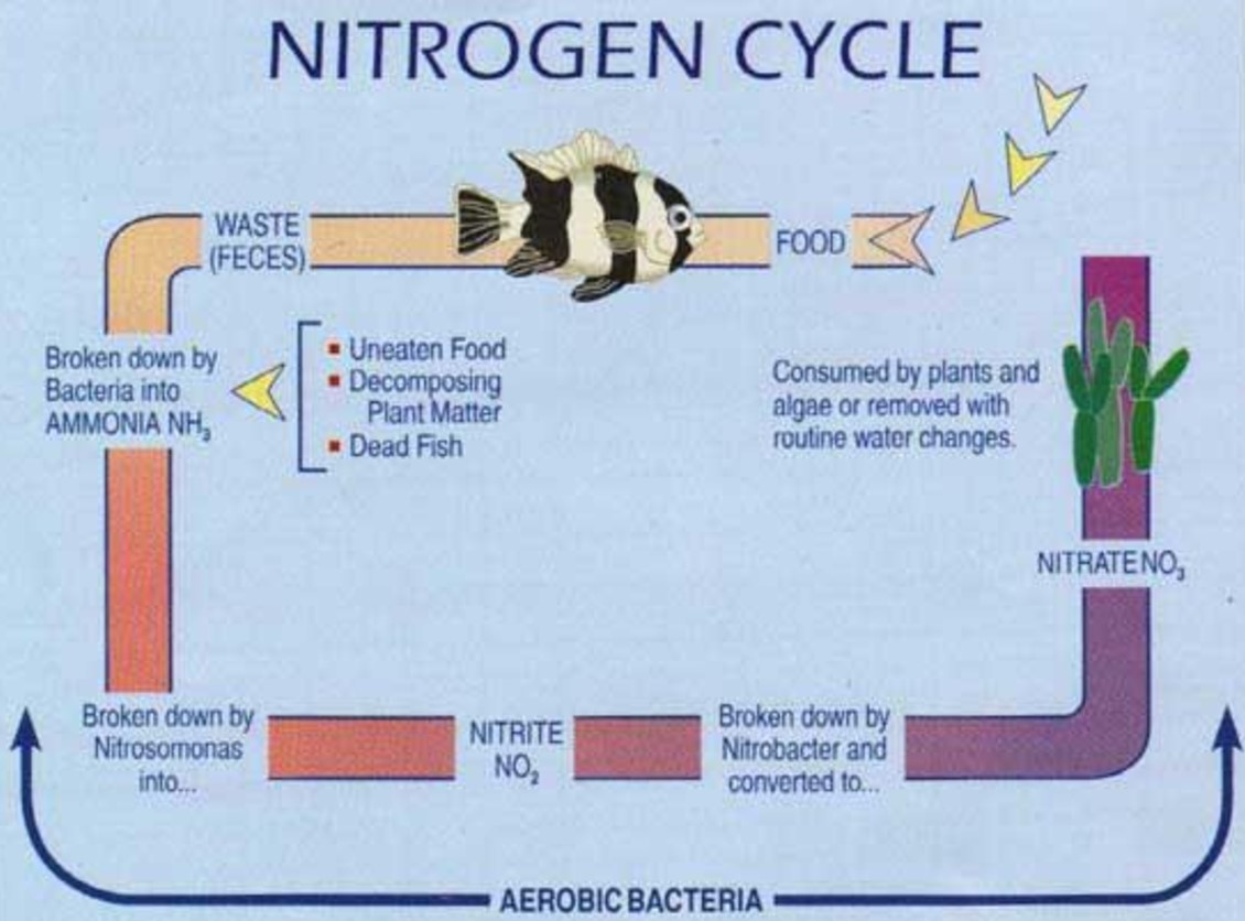 Truthwatcher42's tweet image. Escaping digital echo chambers is important; my favorite way is by broadening REAL WORLD experiences! Example: if you asked me 3 years ago how I'd spend the summer prior to my senior year of college I wouldn't have guessed I'd be caring for fish through application of the N cycle