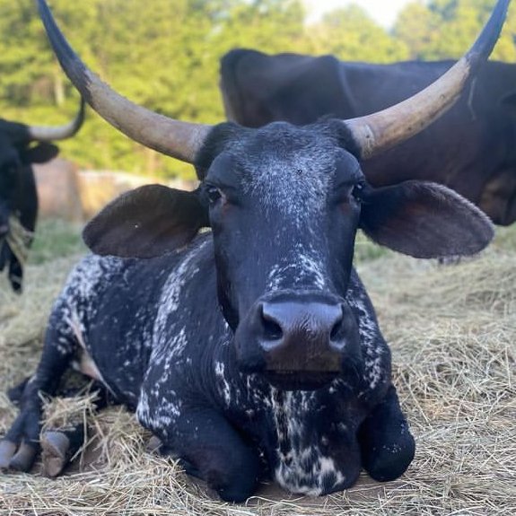 CowoftheDay1's tweet photo. 📅 1st November 2024
🏷️ Instagram/chubbygoatacres
💕#animaloftheday https://t.co/Ukwl3Np23Z