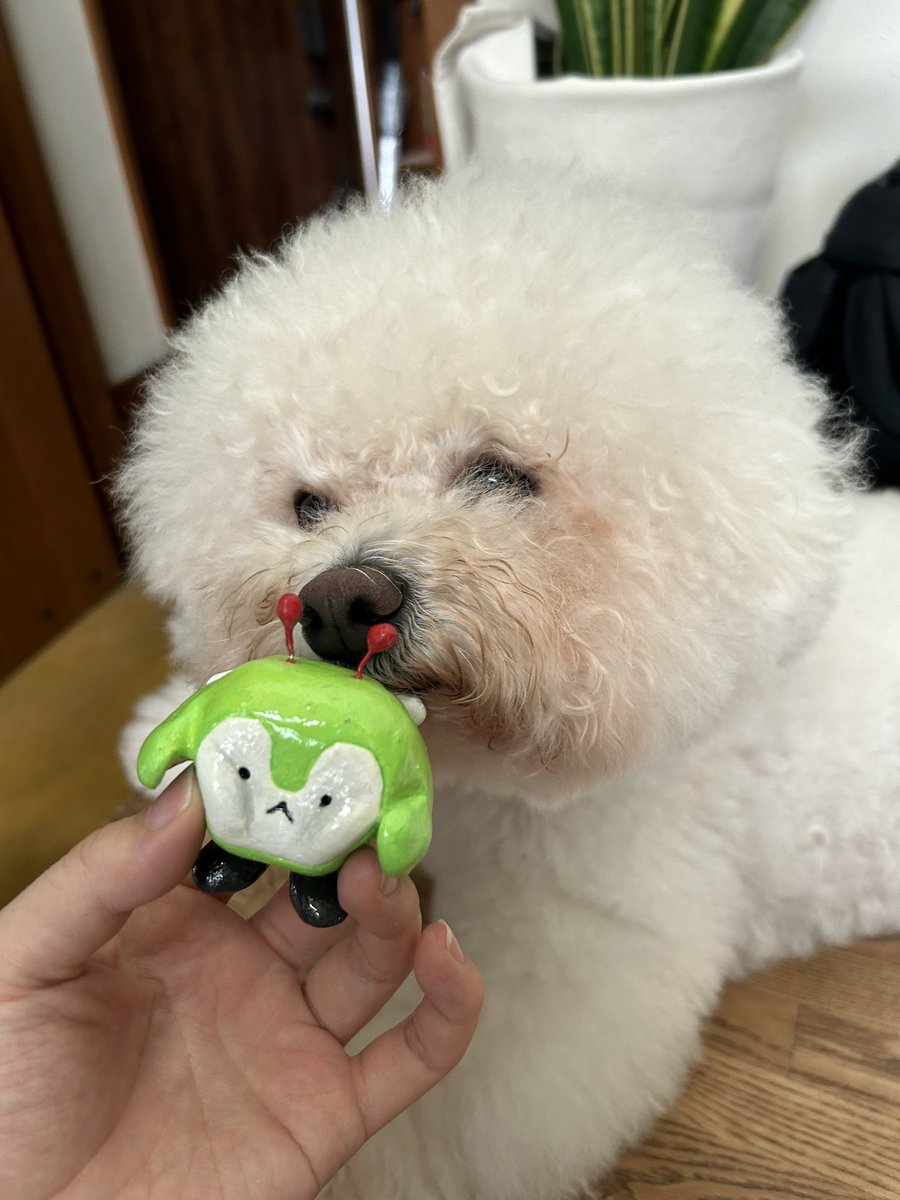 犬だよ、みんくる