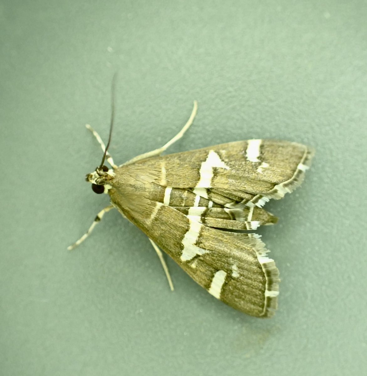 Spoladea recurvalis, to light at Skyreholme, Yorkshire on 25/10. Possibly a first for VC64. Paul Millard.