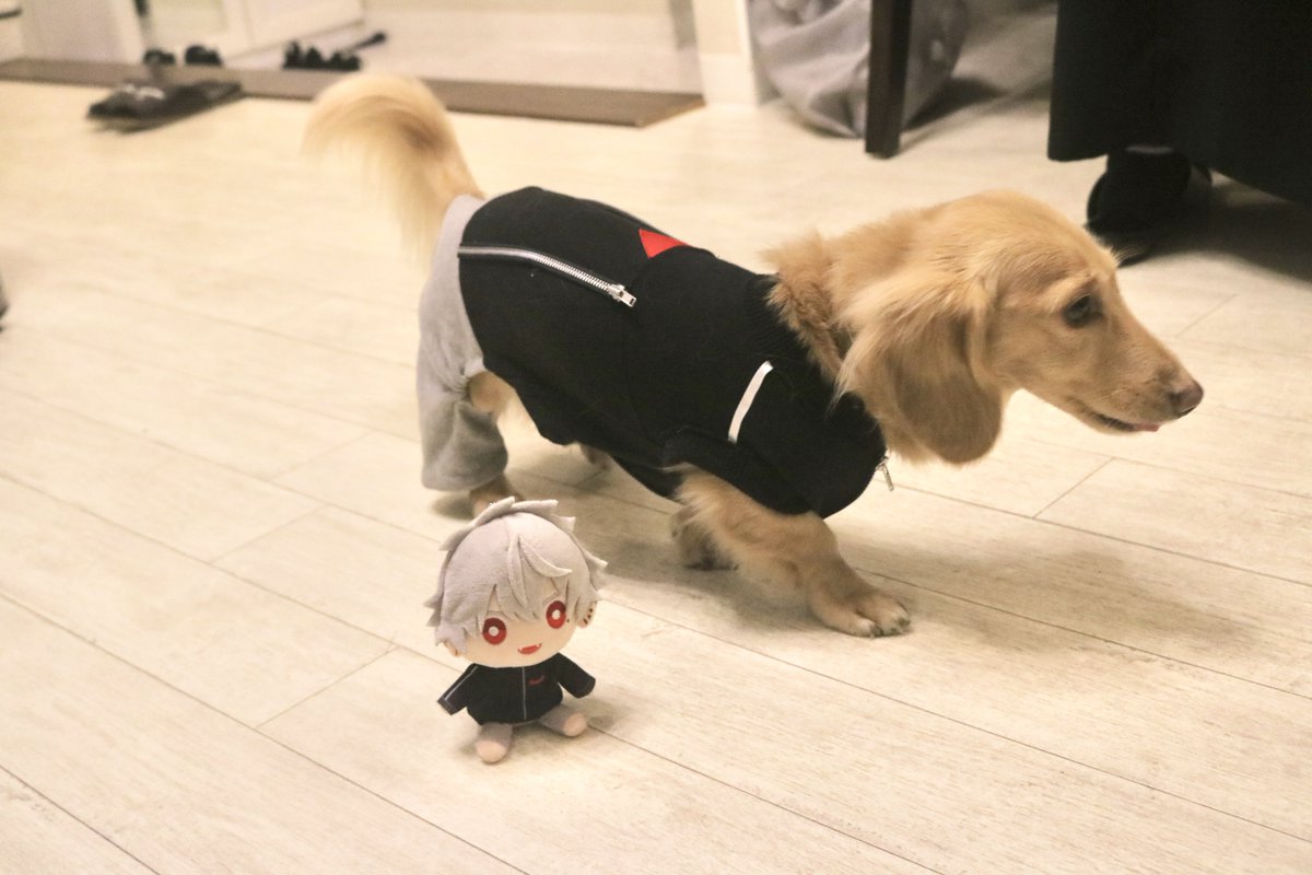 kuro_164cos's tweet photo. うちのばぶの葛葉のすがた…きゃわ https://t.co/8PuIE7j3HI