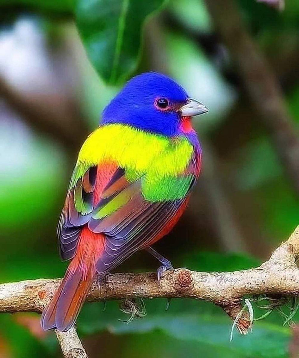 MbarkCherguia's tweet photo. Painted Bunting 🌈

📷: Jose Arrieta (Instagram) ©️🇨🇴🇺🇸

#photography
#saturdayfun 
#NatureBeauty 
#wildlifephotography https://t.co/OQdwcgKERb