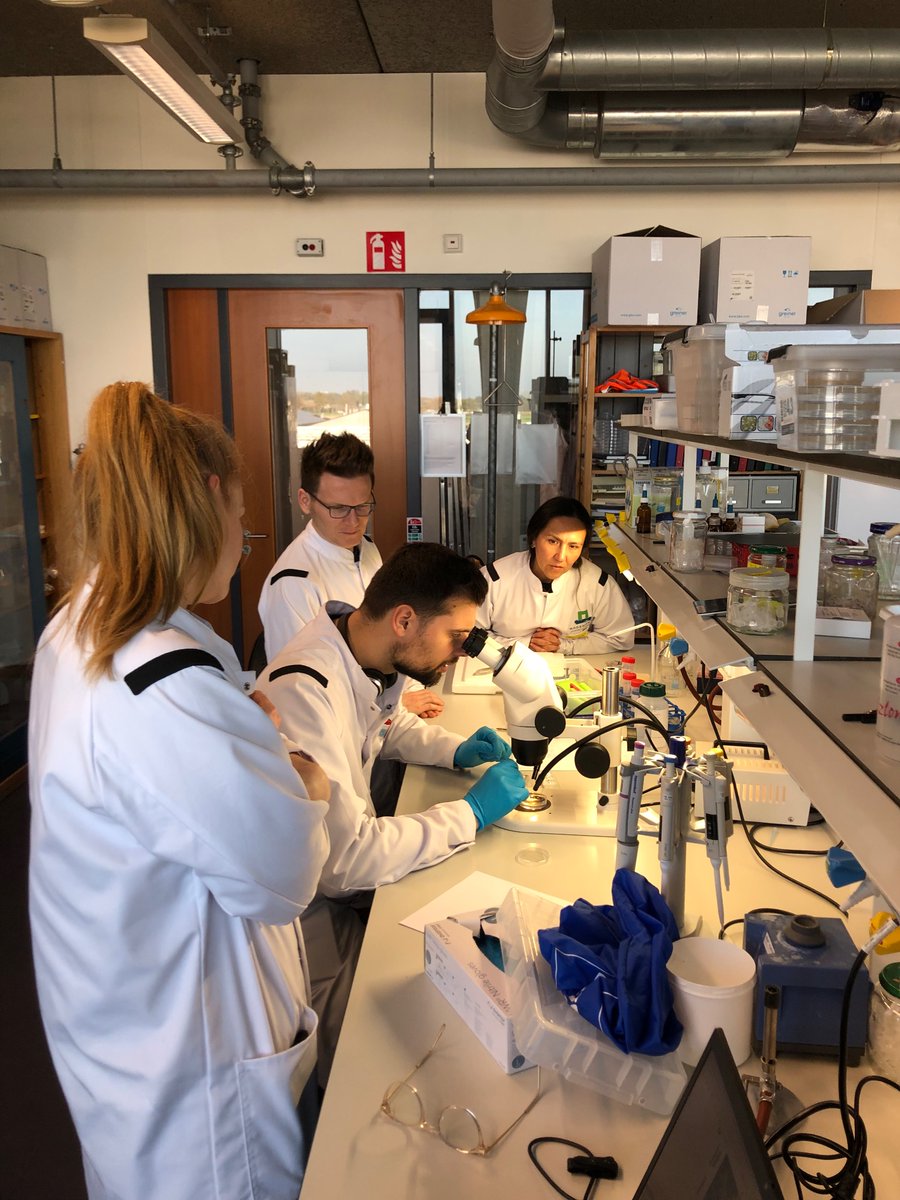 JamesCPearce's tweet photo. Next up a few days going over the finer points of moth rearing and husbandry, injection technique to increase reproducibility, and the internal workings of larvae with the Genetics group at @WUR https://t.co/WNfEkXkoyy