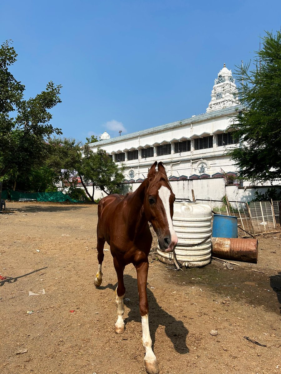 Fun day out with the horses🥰😍