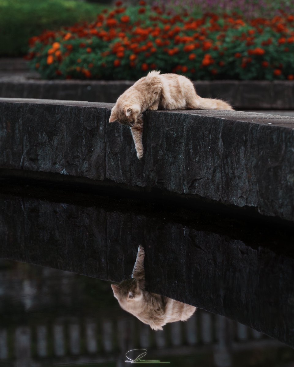 cinotter's tweet image. リフレクション