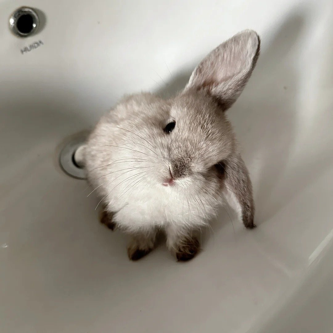 Why you should have a rabbit (@shouldhaverabit) on Twitter photo 