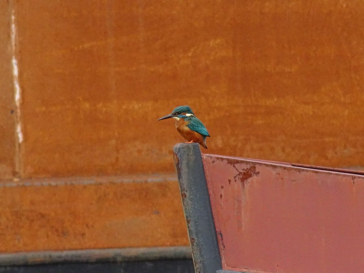 Feckenham's tweet photo. Kingfisher around the Diglis Marina earlier this year! #Worcester @CanalRiverTrust @Britnatureguide #Worcestershirehour https://t.co/C09kY47l2v