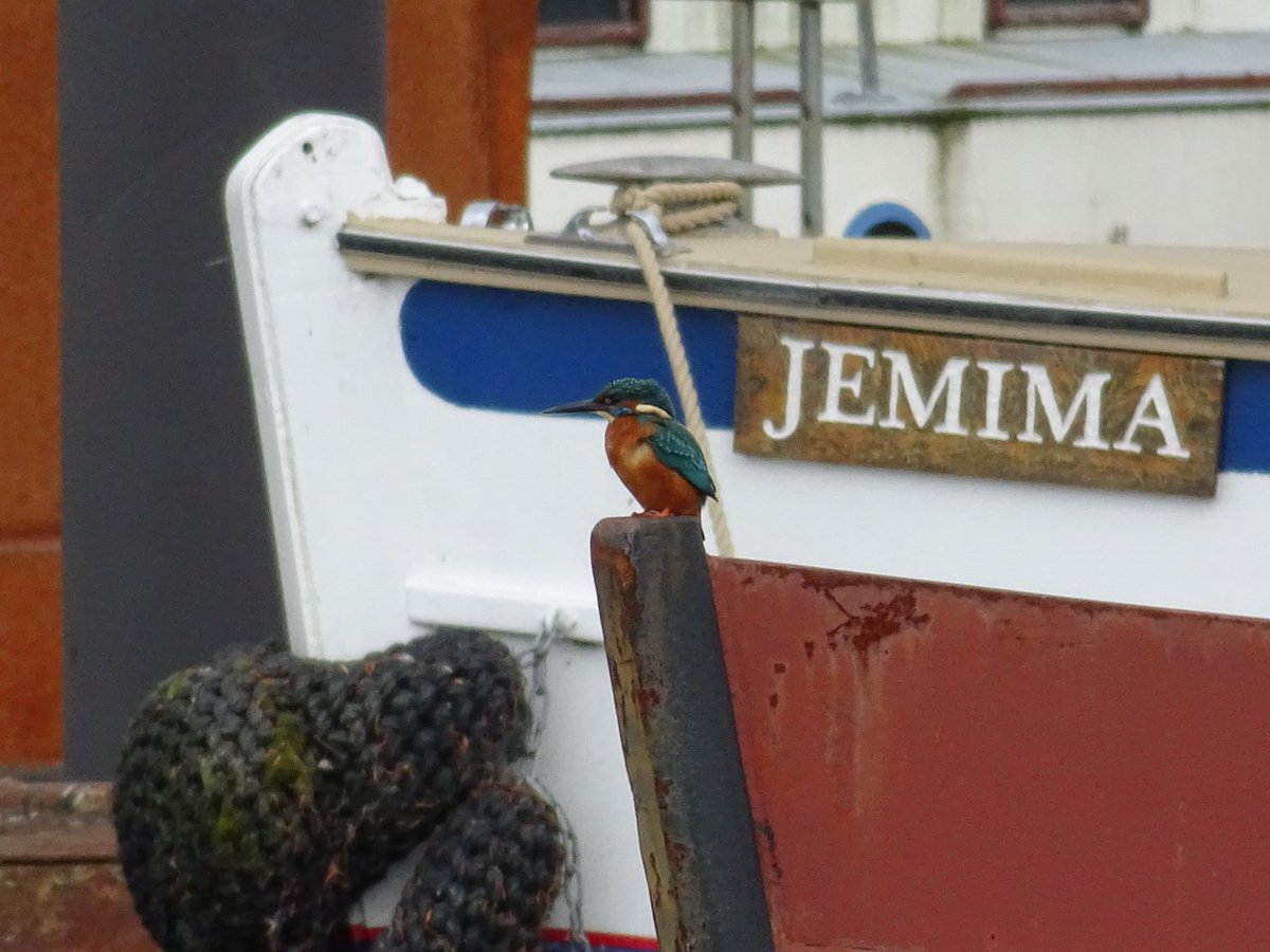 Feckenham's tweet photo. Kingfisher around the Diglis Marina earlier this year! #Worcester @CanalRiverTrust @Britnatureguide #Worcestershirehour https://t.co/C09kY47l2v
