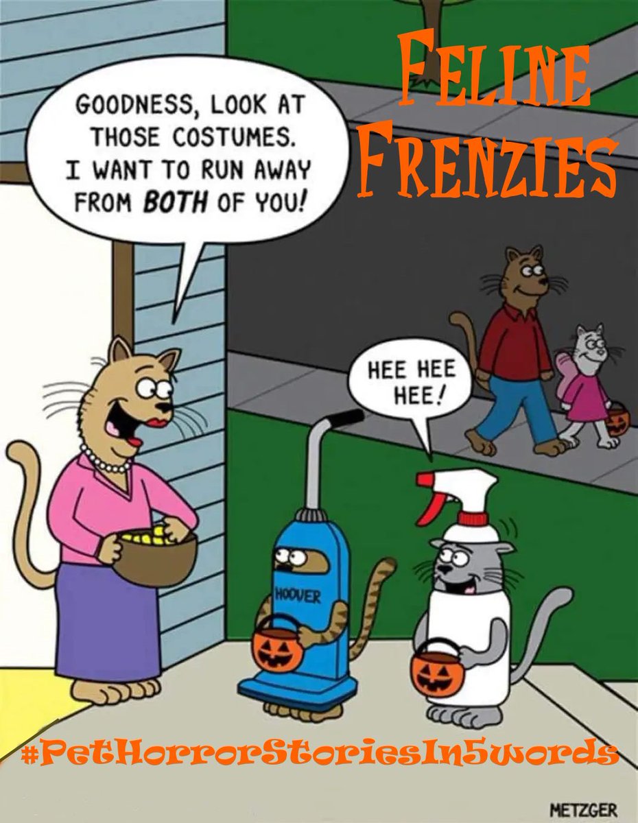 ReadingIsOurPas's tweet image. Happy #F9 #SpyCats #Caturday wishes dear Nina and friends. Wishing you a pawsitively lovely day 🐈❤️