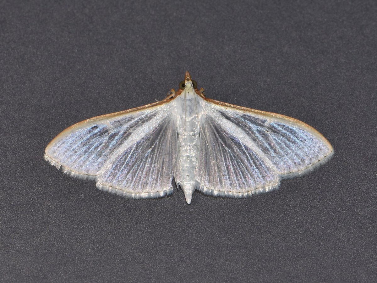 Palpita vitrealis this morning was nice. Been a while since I've had a proper migrant here!

Yesterday's moth highlight was a Hawfinch flying over whilst checking the trap.

VC20, 25/10/2024