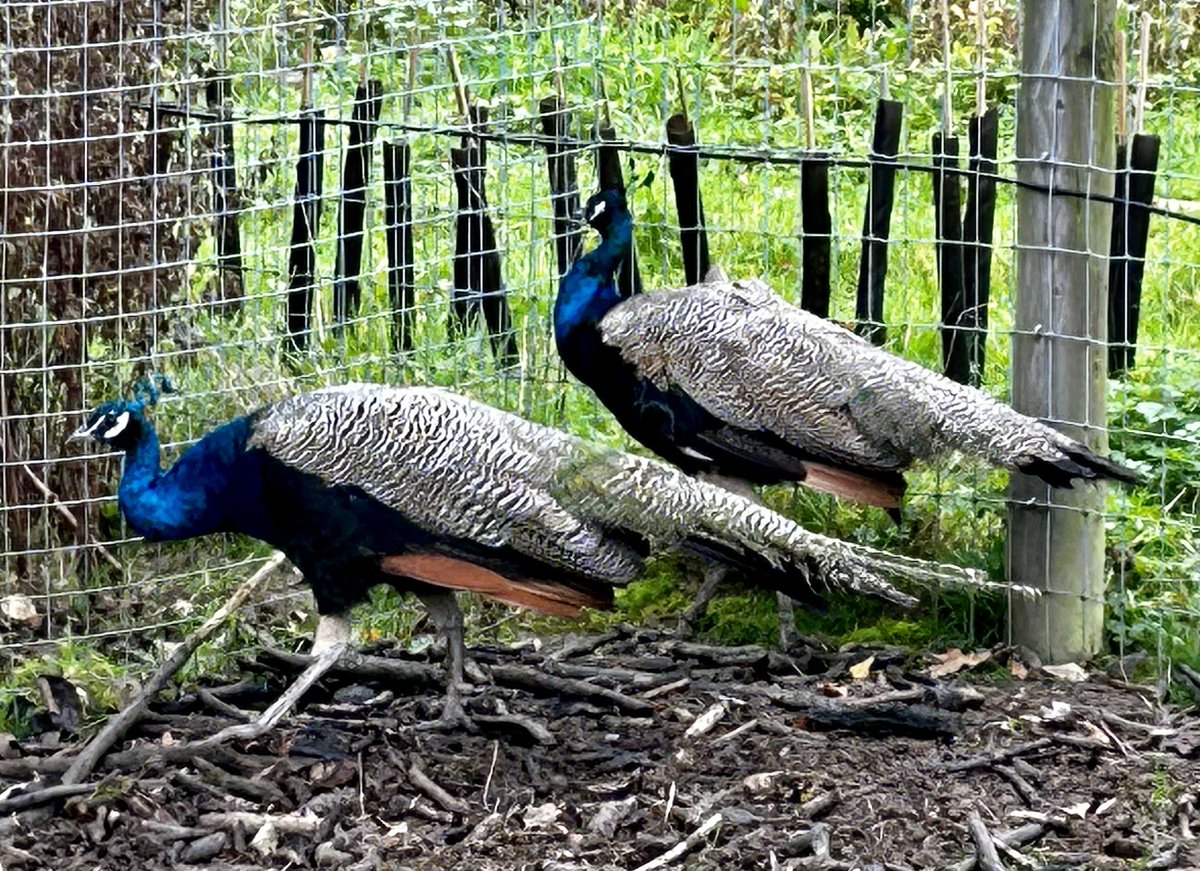 David and Bill. Resplendent creatures. #Peacocks