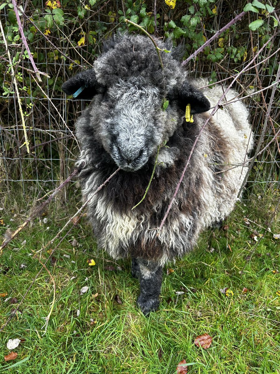 Marble. Daft as a brush. Completely caught up in brambles and totally unable to free himself. Sheep 🤷🏻‍♂️ Thankfully alerted to his plight by a group of young hounds who barked madly to attract my attention! Sentient wee creatures. 💚