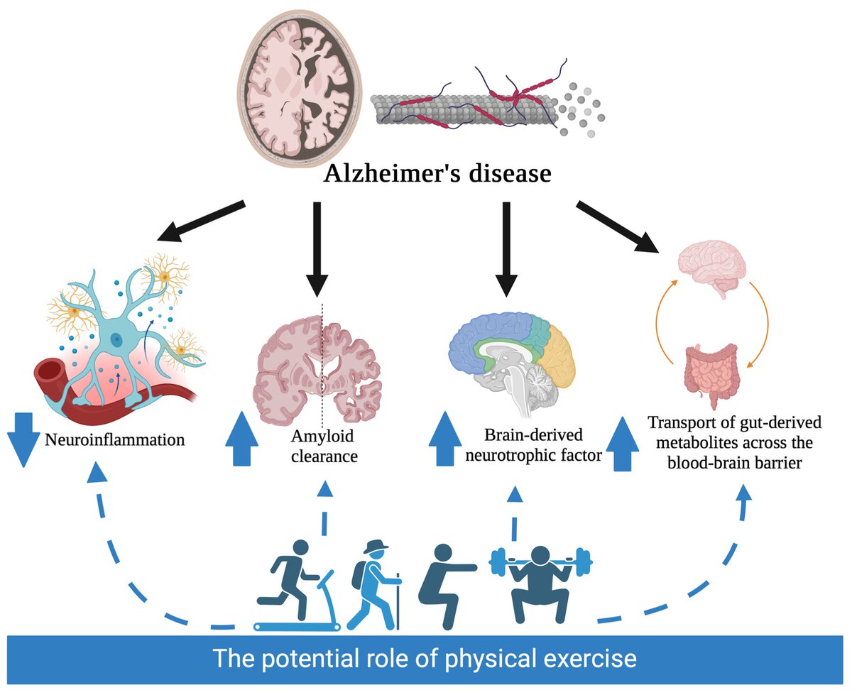 Physical Exercise and Mechanism Related to Alzheimer's Disease: Is Gut-Brain Axis Involved?

pubmed.ncbi.nlm.nih.gov/39451988/