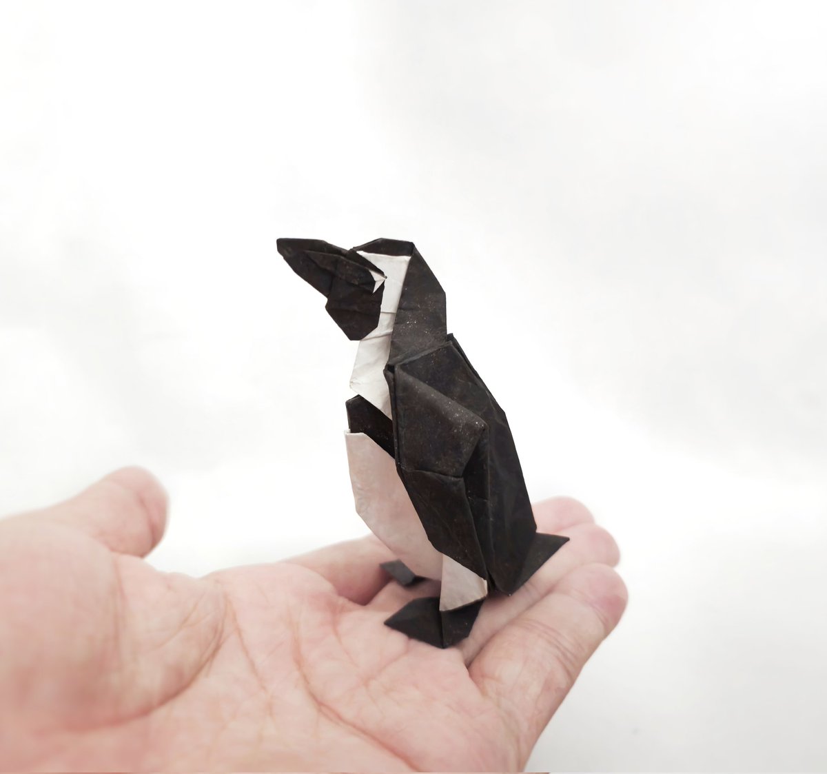 黑腳企鵝 African Penguin 
Designed by <a href="/folders_wotd/">神谷哲史_折紙創作家</a> 
Folded by me 
23cm Sandwich 

黑白分明，超可愛啦！