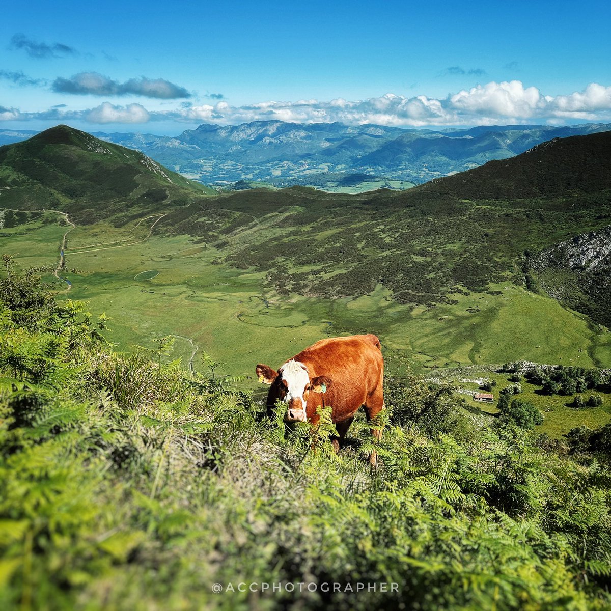 accphotographer's tweet photo. 📍 Lagos de Covadonga, Asturias
📷 Iphone 14 Pro
🗓️ 2024 https://t.co/BVp74B41gL