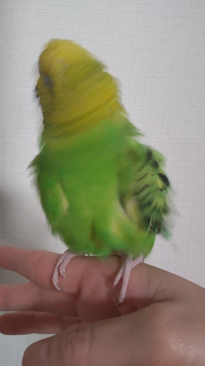 ど〜もね♪パクドリルなわたし。エサはやっと1週間終わったようでドッと疲れている模様😩ルービーで乾杯よっ🍺#セキセイインコ　#お疲れ様です