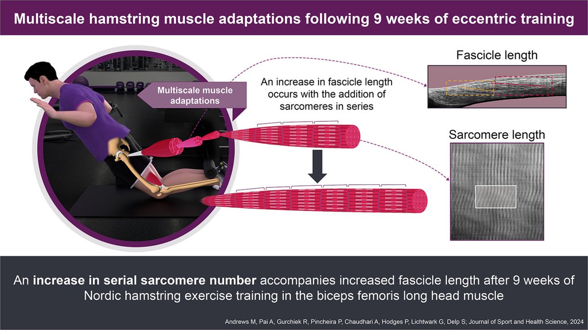 Nice follow-up study to their 3wk NHE early sarcomerogenesis study 😊 9wk NHE adds sarcomeres in series and increases fascicle length in BFlh

sciencedirect.com/science/articl…
