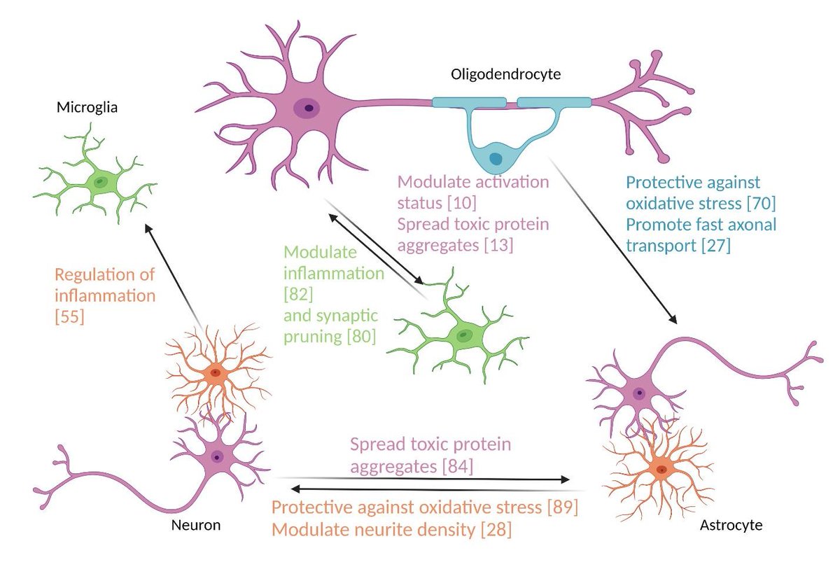 "Extracellular vesicles from the CNS play pivotal roles in neuroprotection and neurodegeneration: lessons from in vitro experiments" by Aurélie Ledreux et al. Dive into the potential of EVs in regulating cell viability, inflammation and neurite integrity
📖oaepublish.com/articles/evcna…