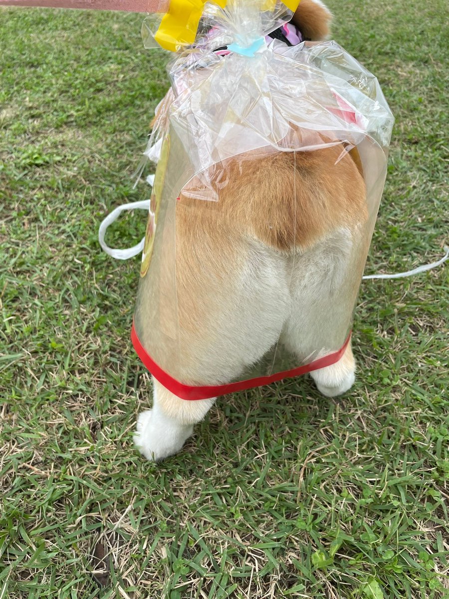 ぱん🐶🍞コーギー tweet media