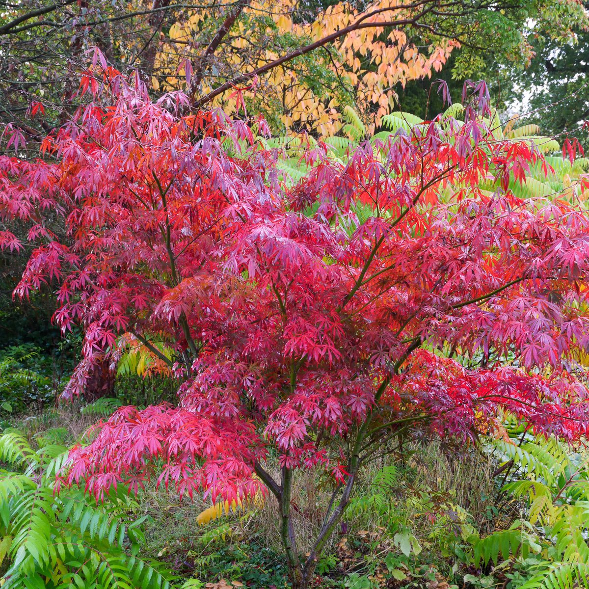 Spetchley Park tweet media